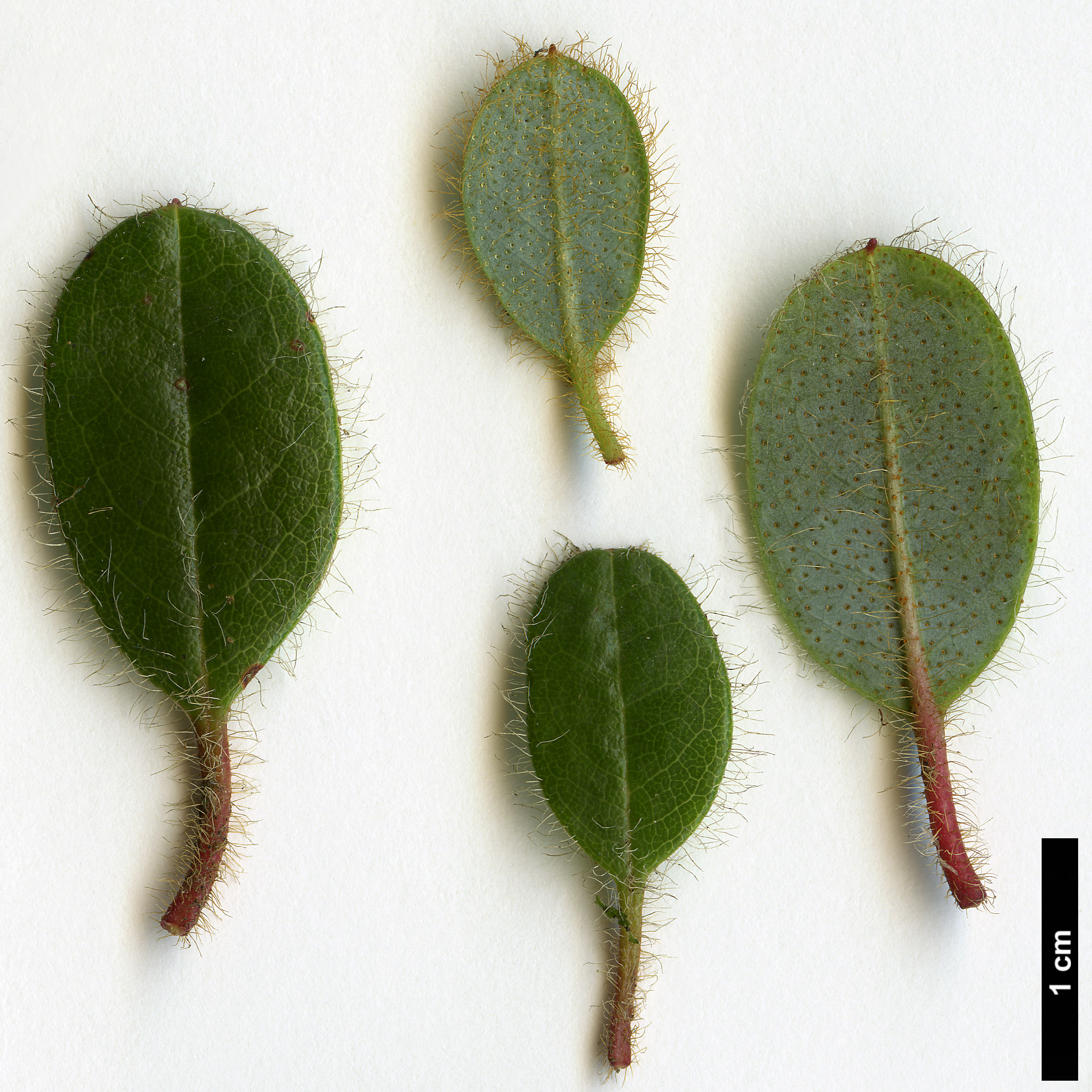 High resolution image: Family: Ericaceae - Genus: Rhododendron - Taxon: megeratum